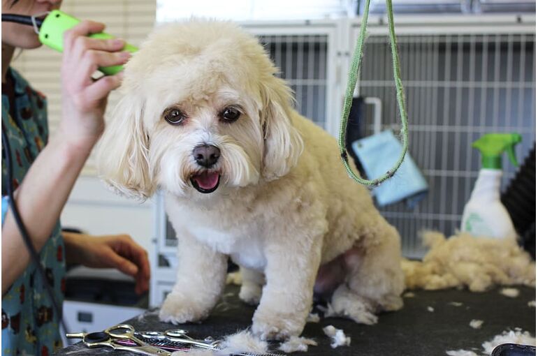 white-dog-grooming-pet