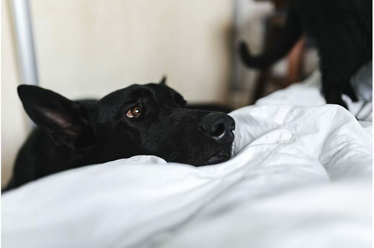 dog-pet-animal-black