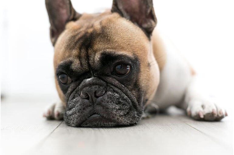 dogs-animals-pets