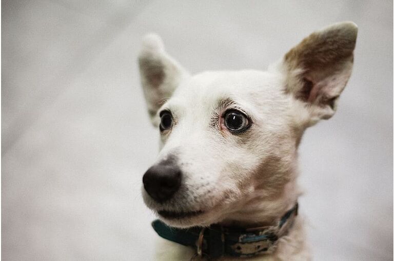 animalsnature-dog-dogs-pet