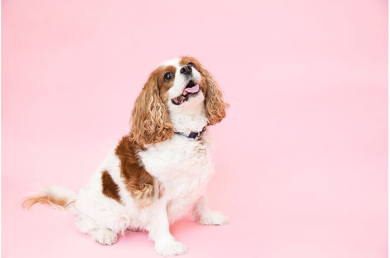 dogs-animals-portraits-fun