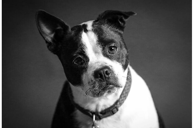 adorable-animal-black-and-white-canine
