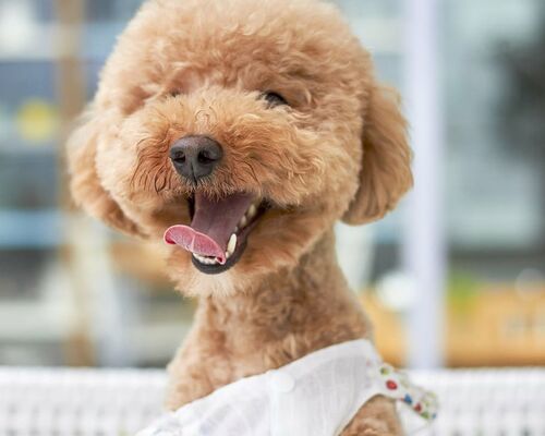 dog-smile-outdoor-paste