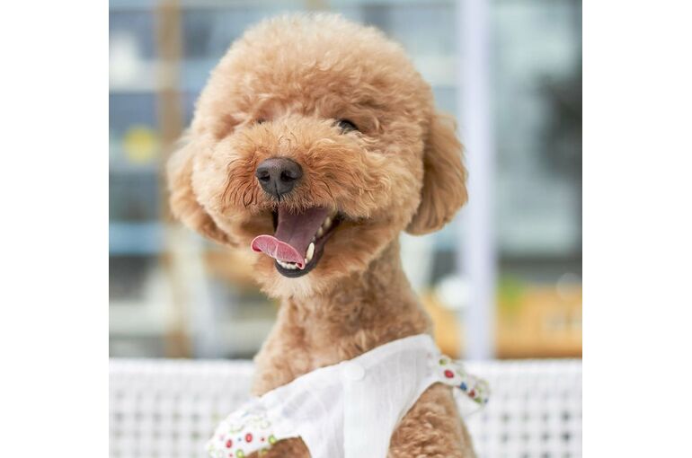 dog-smile-outdoor-paste