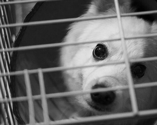 animal-black-and-white-close-up-dog