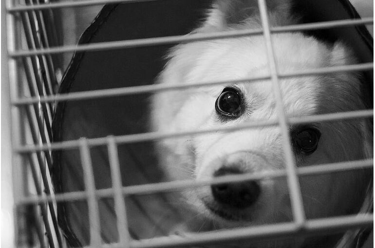 animal-black-and-white-close-up-dog