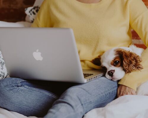 laptop-dog-woman-cavalier