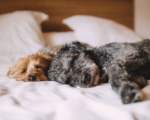 animals-bed-calm-dog