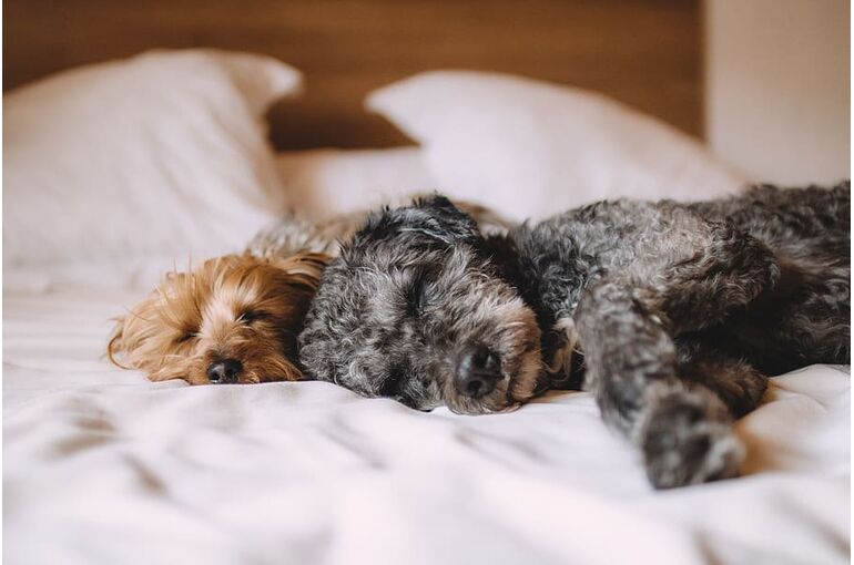 animals-bed-calm-dog
