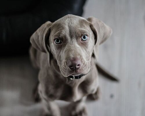 dog-lab-puppy-animals