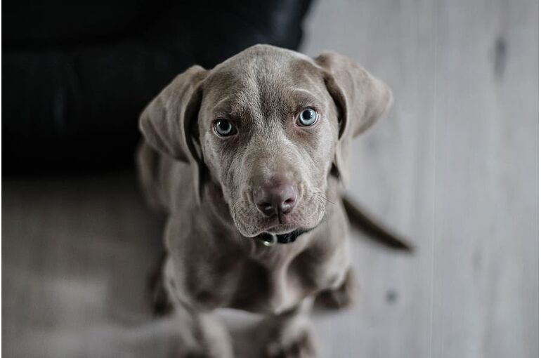 dog-lab-puppy-animals
