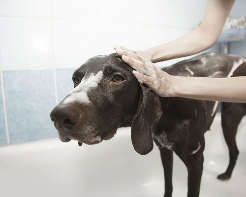 dog-shower-grooming-clean