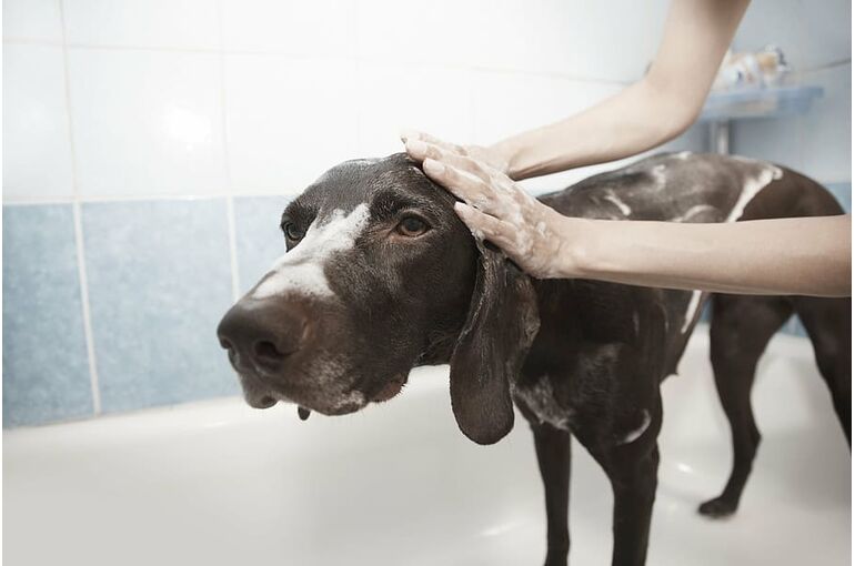 dog-shower-grooming-clean