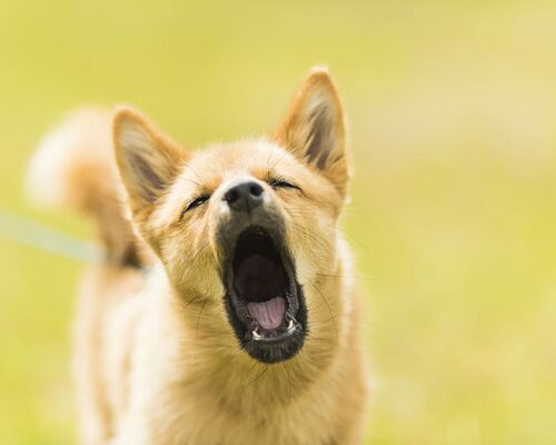 pet-canine-yellow-yawning