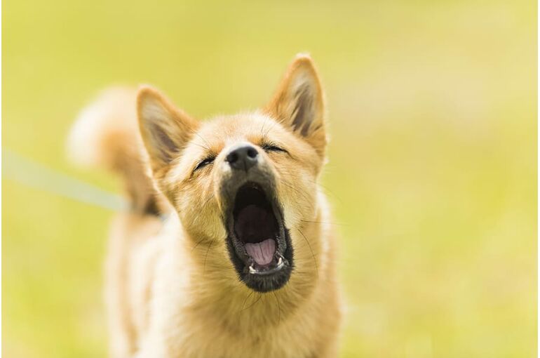 pet-canine-yellow-yawning