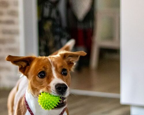 dog-biting-rubber-ball