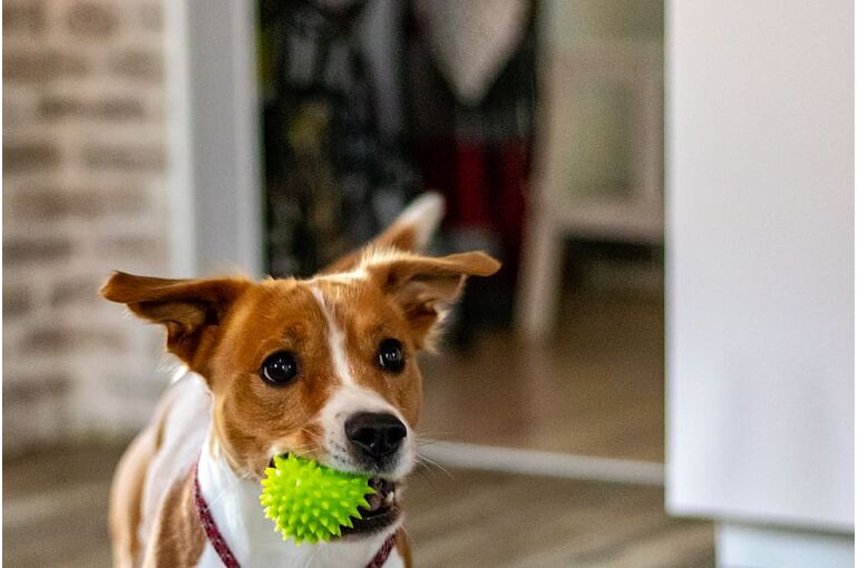 dog-biting-rubber-ball