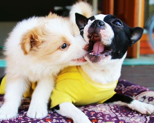 bonjour-xiufeng-downtown-puppy-dog-cafe-gyeonggi-do