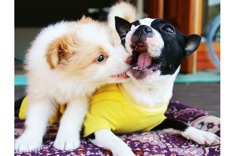 bonjour-xiufeng-downtown-puppy-dog-cafe-gyeonggi-do