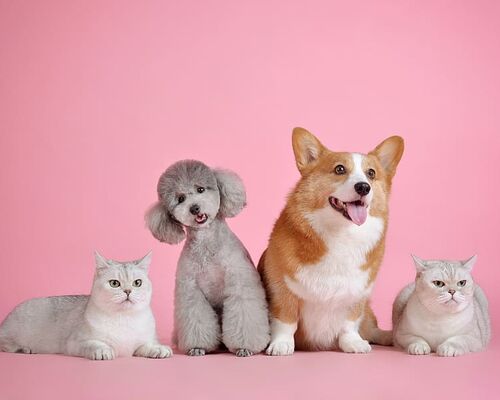 pets-cute-cat-dog
