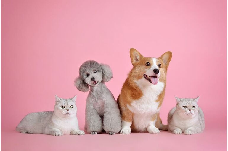 pets-cute-cat-dog
