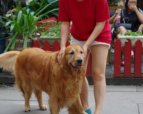 dog-large-dogs-wetlands
