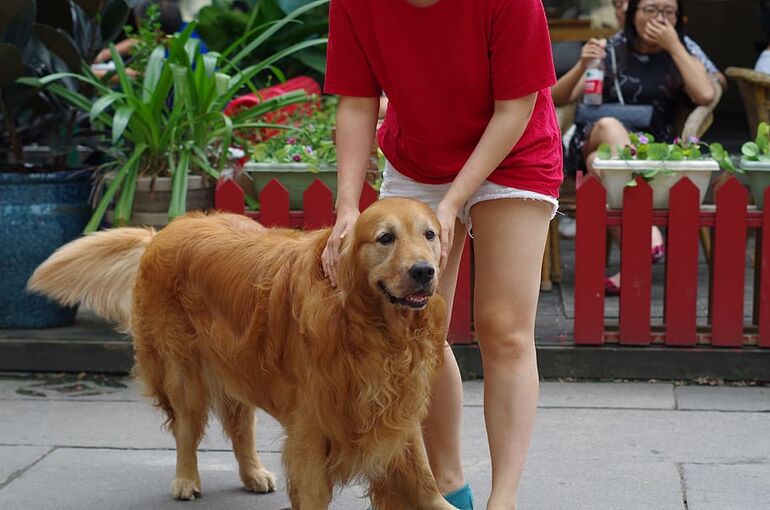 dog-large-dogs-wetlands