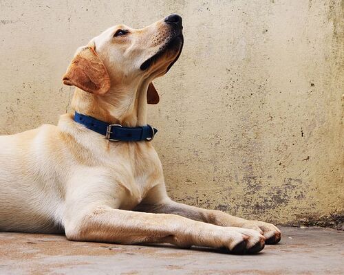 animals-dog-dogs-pet
