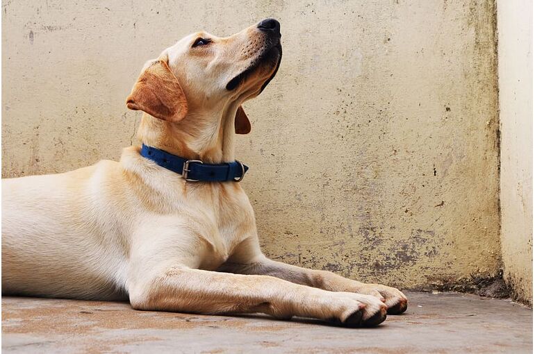 animals-dog-dogs-pet