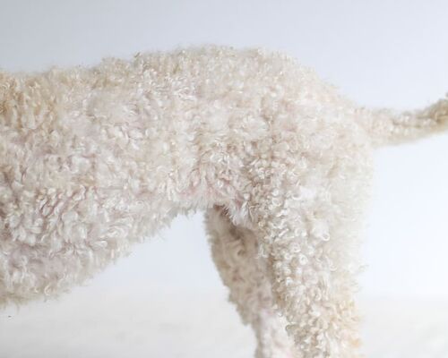 long-coated-white-dog