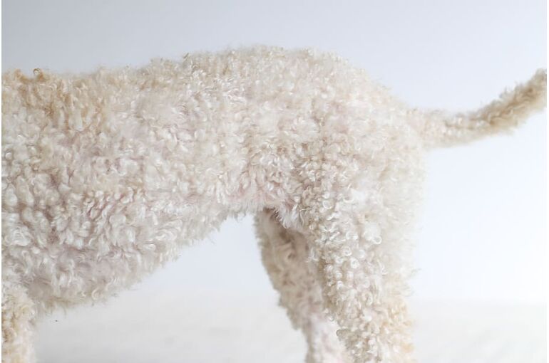 long-coated-white-dog