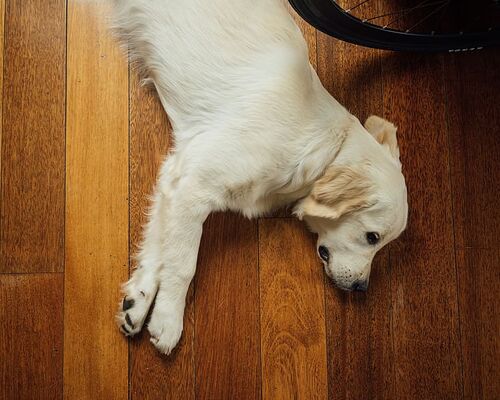 dog-pet-animals-hardwood