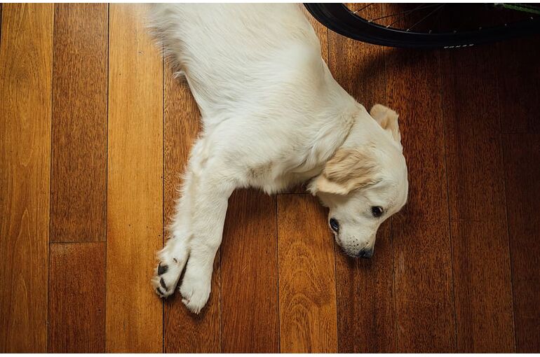 dog-pet-animals-hardwood