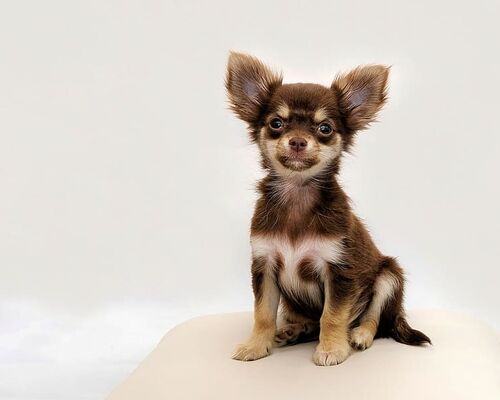 chihuahua-small-dog-dog-chiwawa