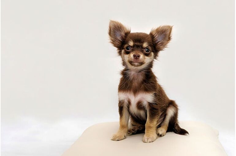 chihuahua-small-dog-dog-chiwawa