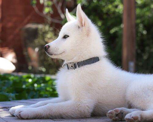 animal-collar-dog-garden