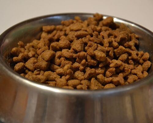 eating-cat-kitten-food