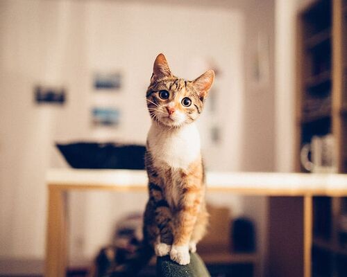 nature-animal-animals-cat