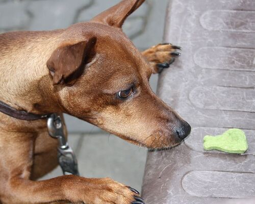 reh-pinscher-dog-treats-pet