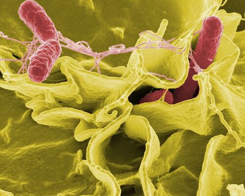 bacteria-salmonella-pathogens-disease