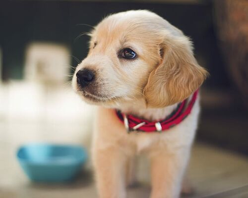 dog-puppy-collar-fur