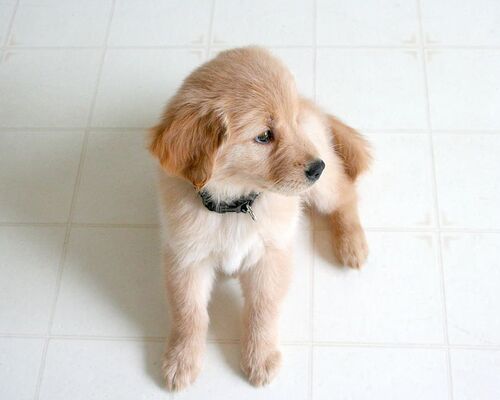 dog-doge-puppy-retriever