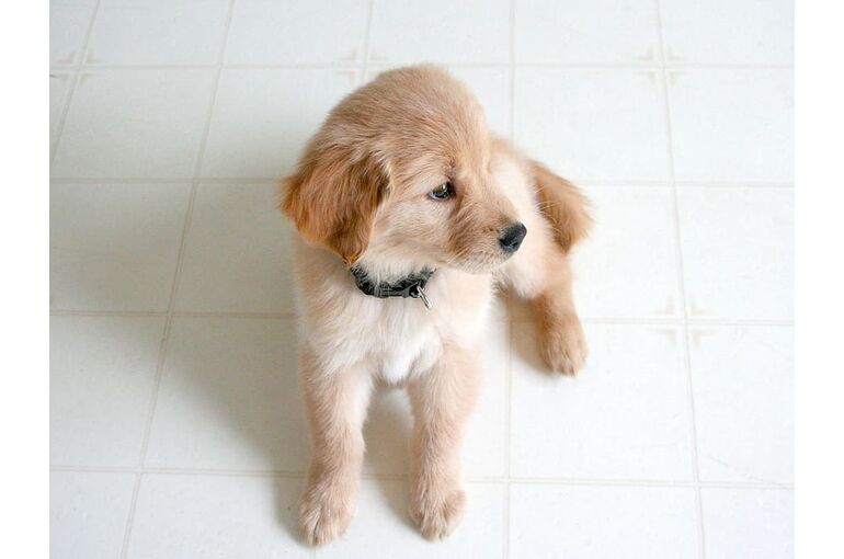 dog-doge-puppy-retriever