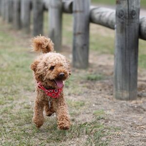 poodle-toy-poodle-dog-adorable