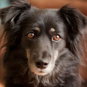 dog-canine-pet-fur