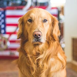 selective-focus-photography-of-golden-labrador-retriever