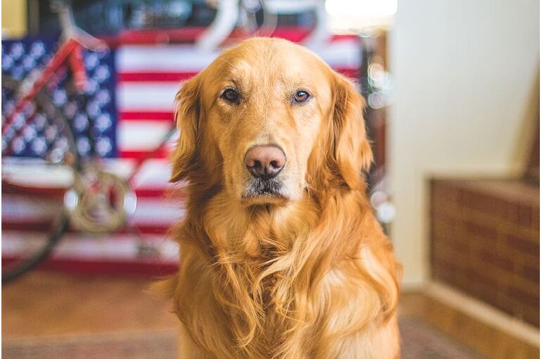 selective-focus-photography-of-golden-labrador-retriever