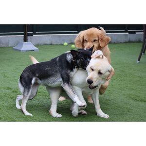 dog-doge-puppy-retriever