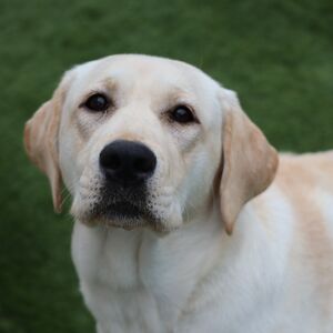 dog-doge-puppy-retriever