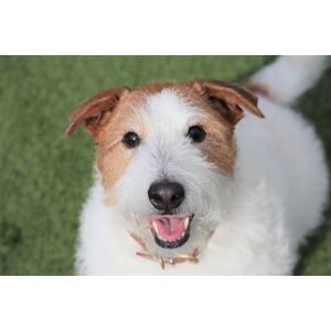 dog-doge-puppy-retriever